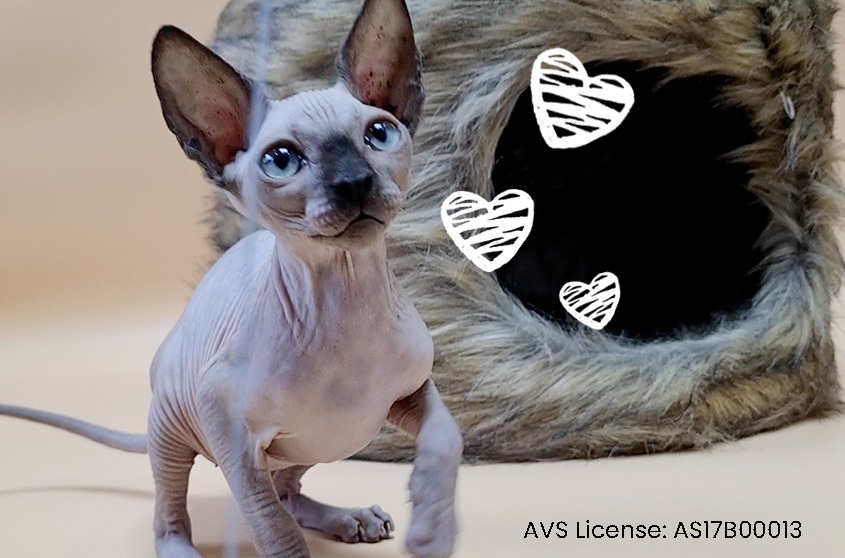 5 interesting facts about the Sphynx Cat